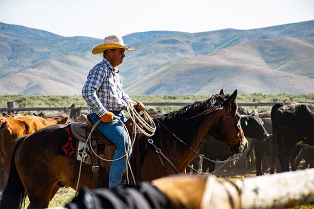 kowboy
